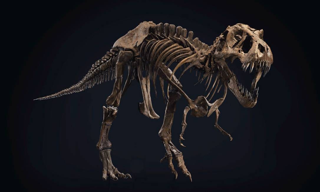 Cientistas buscam pela verdade por trás dos Duelos de Dinossauros