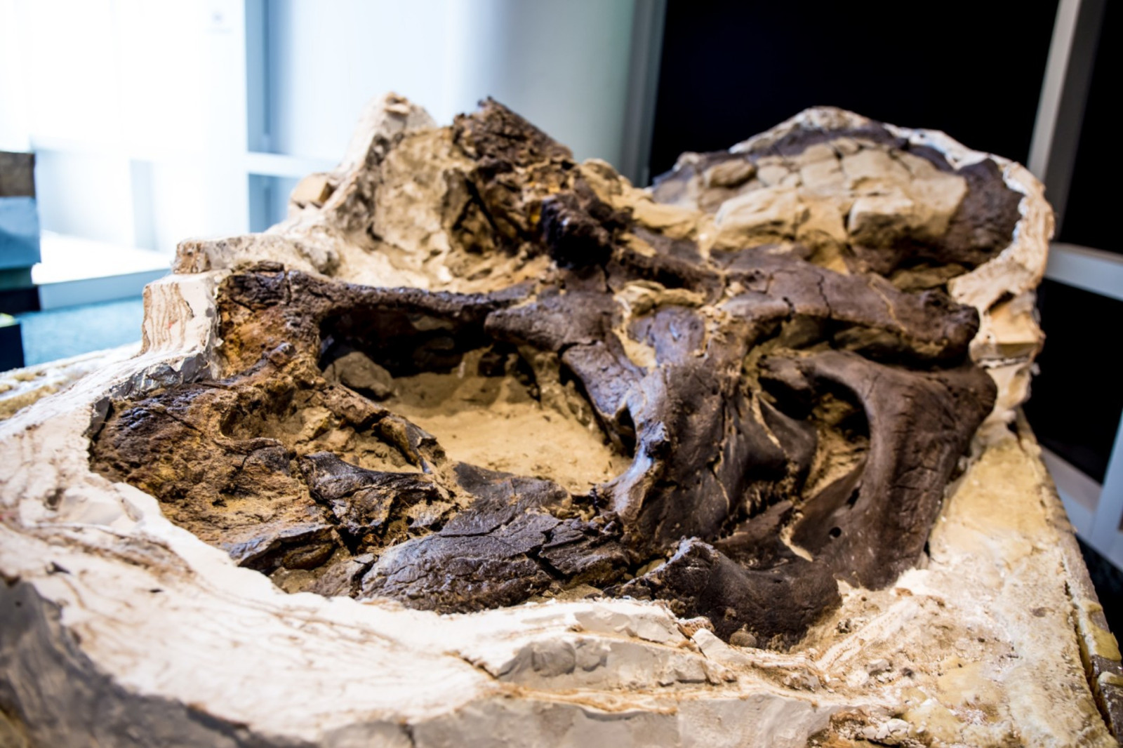 Cientistas buscam pela verdade por trás dos Duelos de Dinossauros