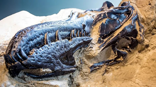 Cientistas buscam pela verdade por trás dos Duelos de Dinossauros