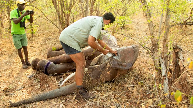 Elefante vítima de armadilha sobrevive graças a uma equipe de resgate