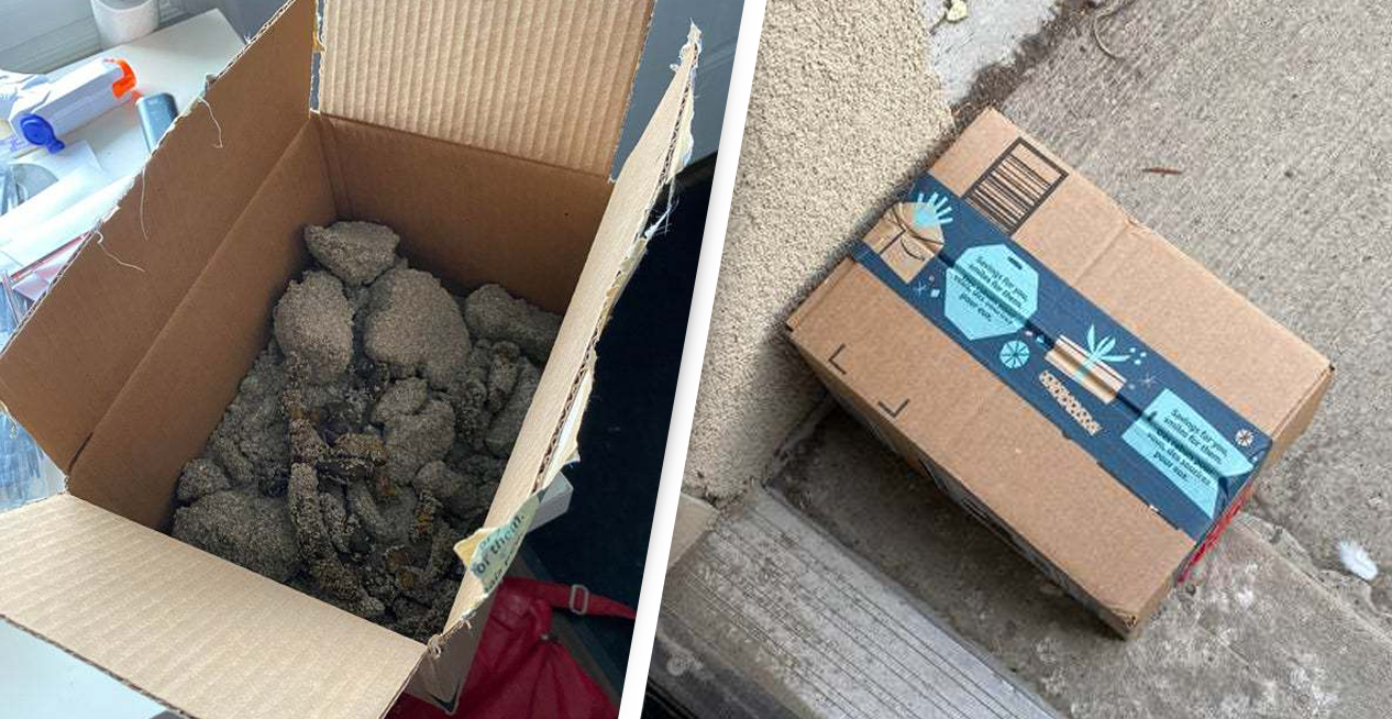 Mulher prega uma peça em ladrão que roubava suas encomendas da Amazon