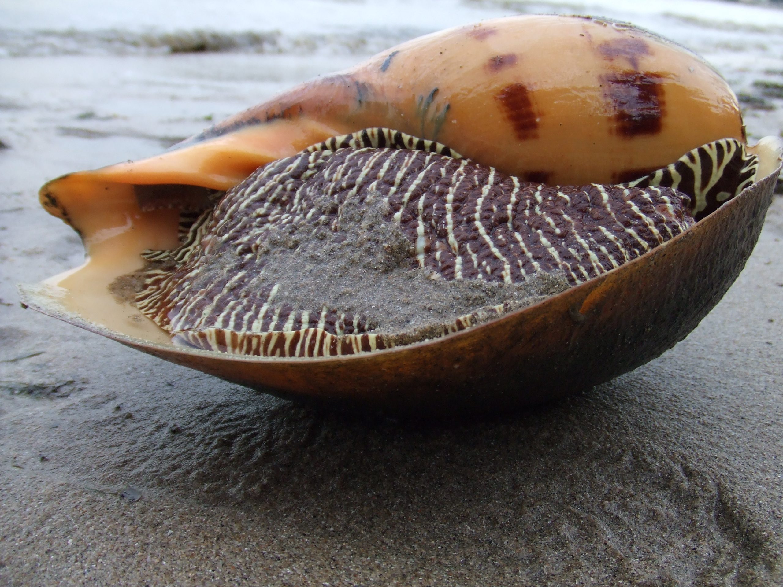 Pescador encontra uma rara pérola laranja que pode valer até 250.000 Euros