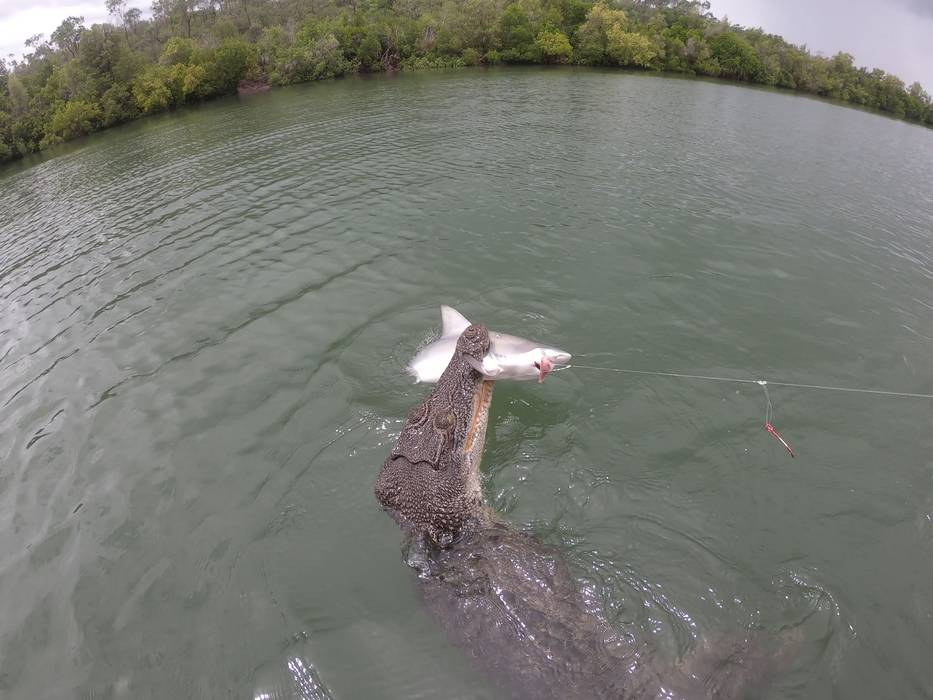 Homem pesca tubarão mas o perde para crocodilo